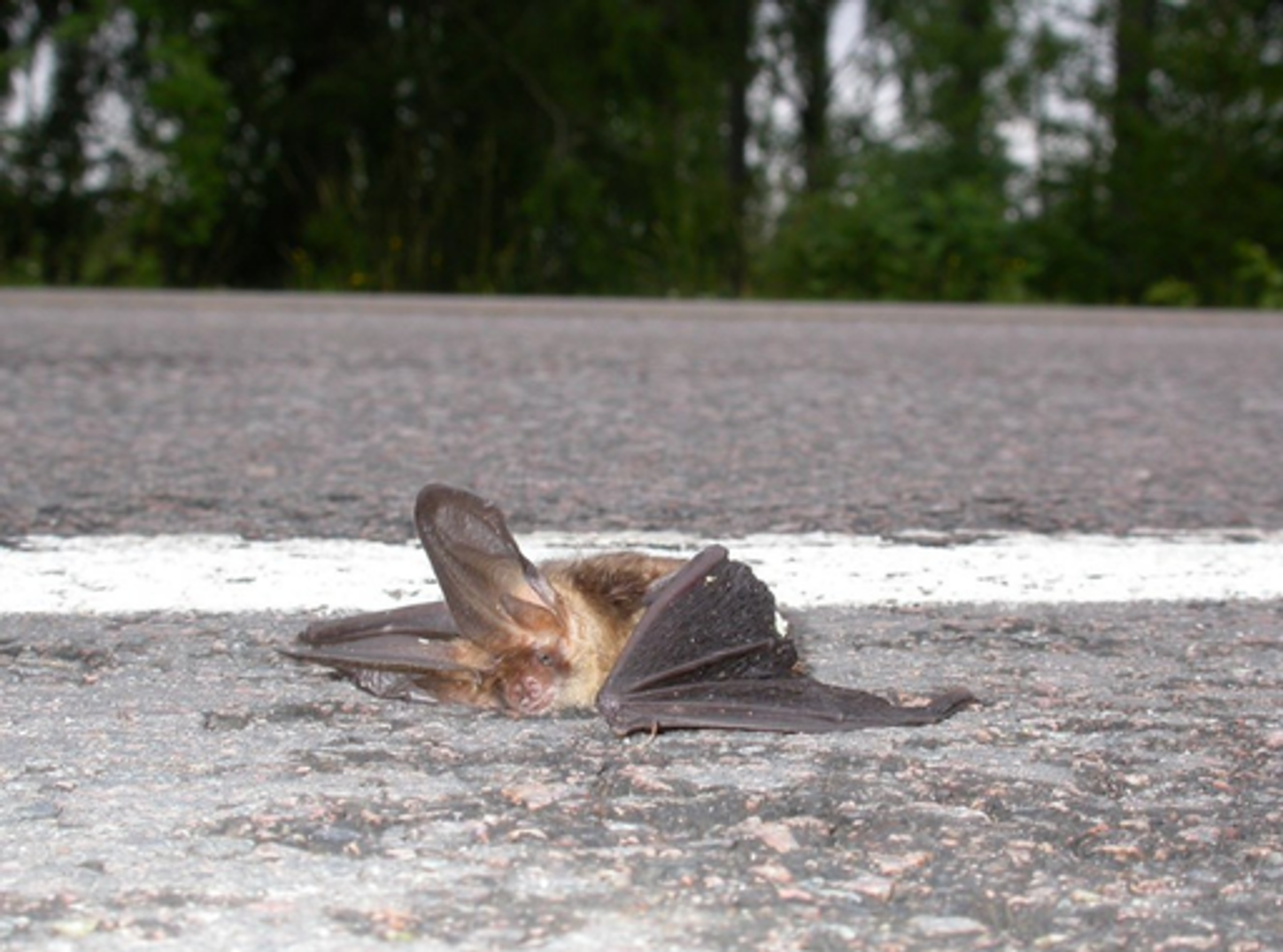 Tote Fledermaus auf der Straße
