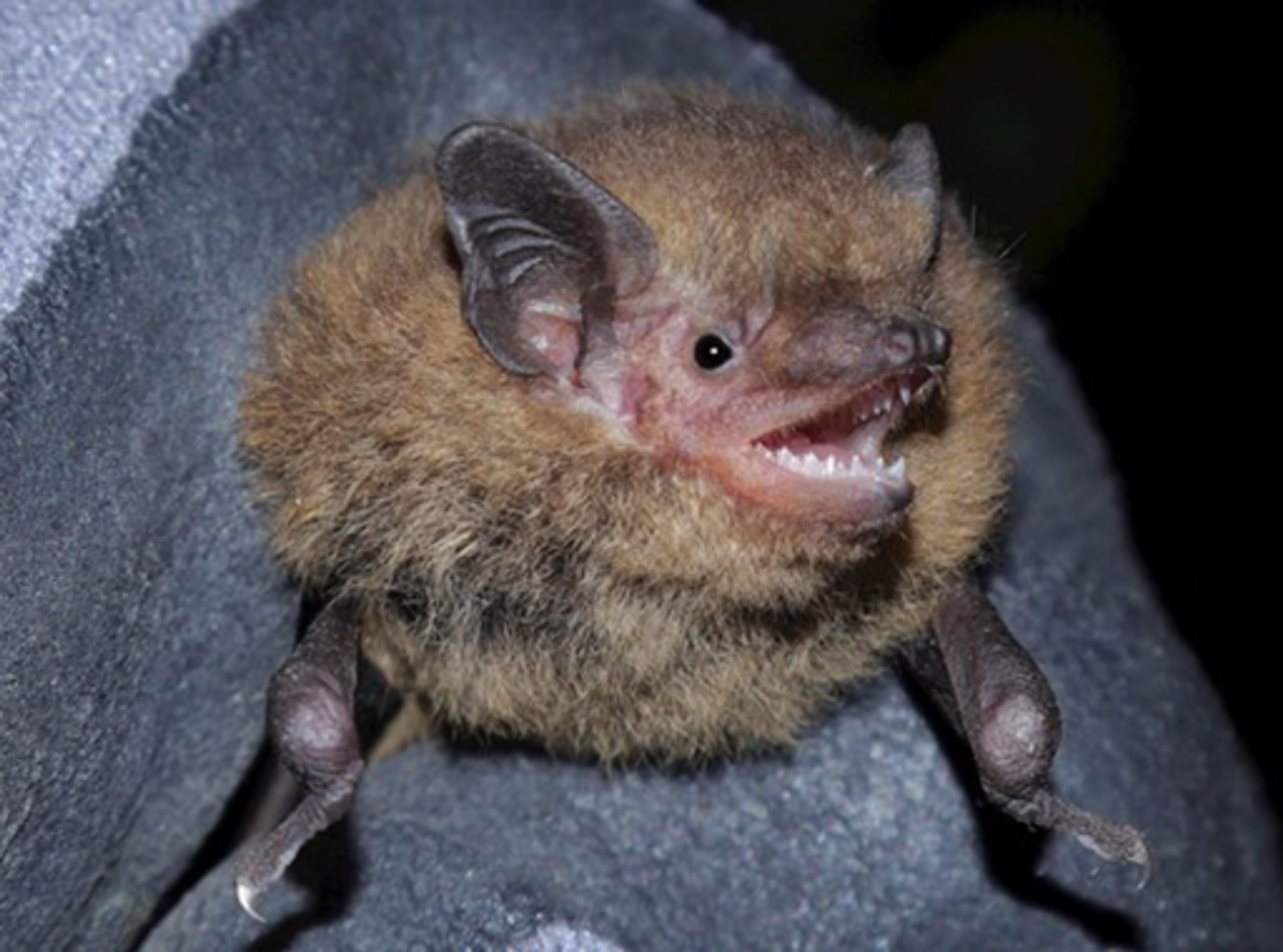 Eine lebende Fledermaus